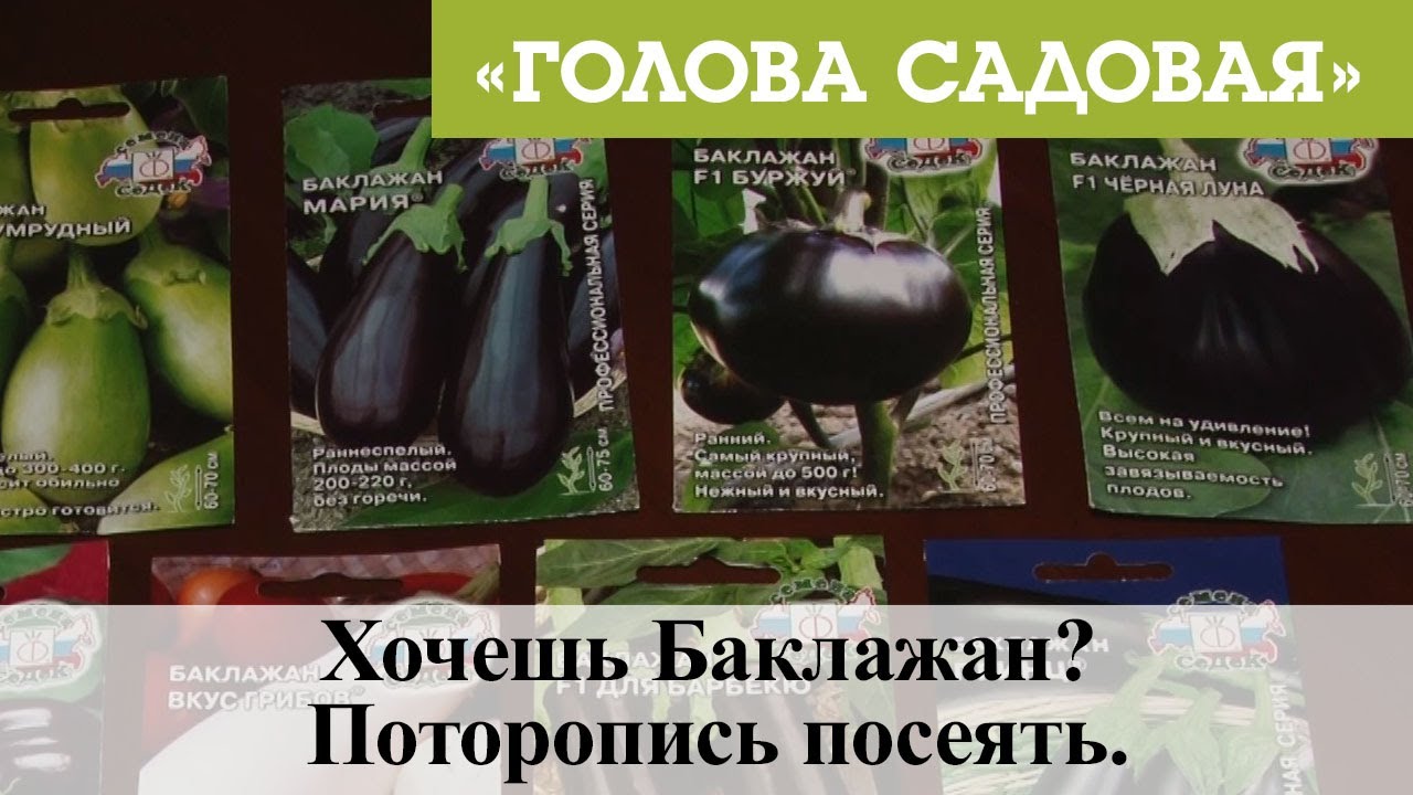 Хочешь Баклажан? Поторопись посеять