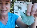 Evergreen and Deciduous Trees Characteristics