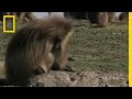 Gelato Baboons: Facts and Trivia