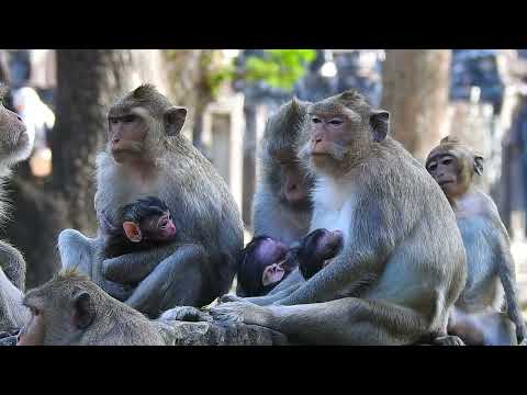 Amazingly Cute Newborn Monkey Animals