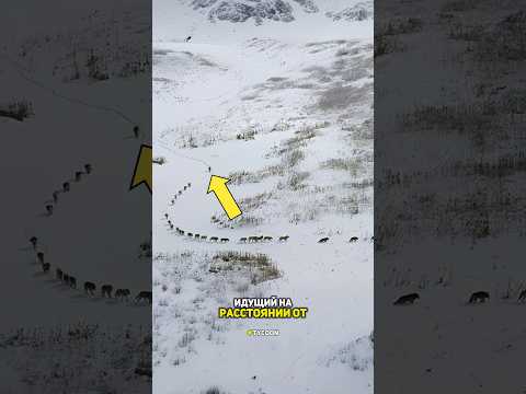 Гениальная стратегия волчьей стаи.