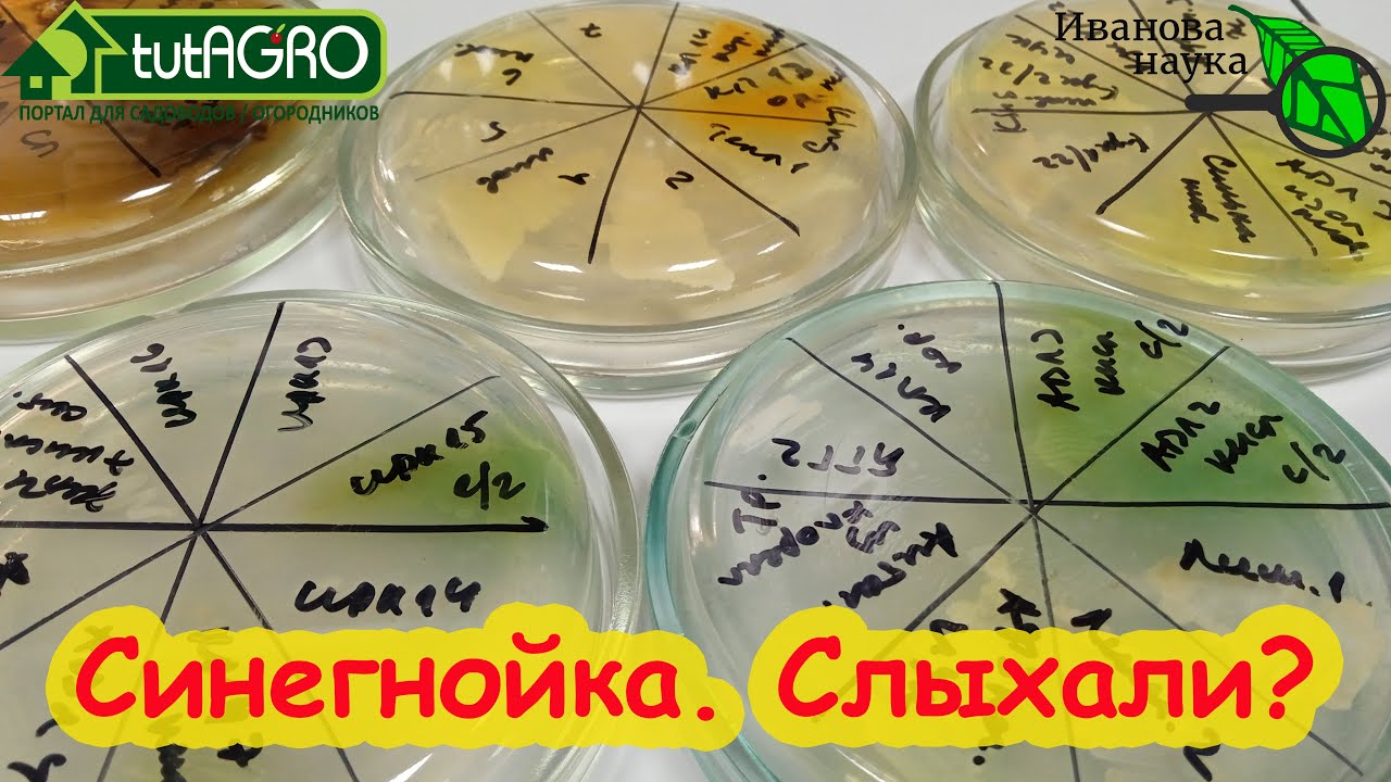 Научная пятница. Синегнойка тут как тут. Микробы-убийцы, феназин и гарантия безопасности биозащиты.