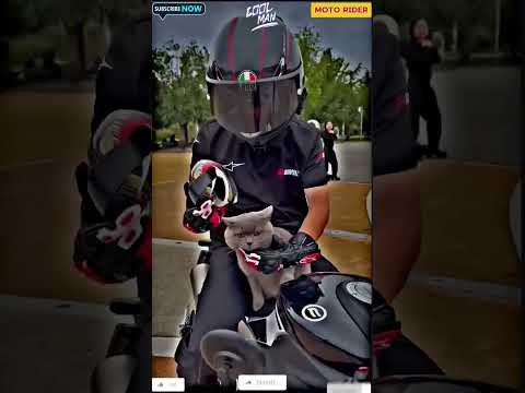 ⚡Moto rider × cat = full swag mode on💥❤️‍🔥#rider #trending #shorts #bike #yputubeshorts #bikelover
