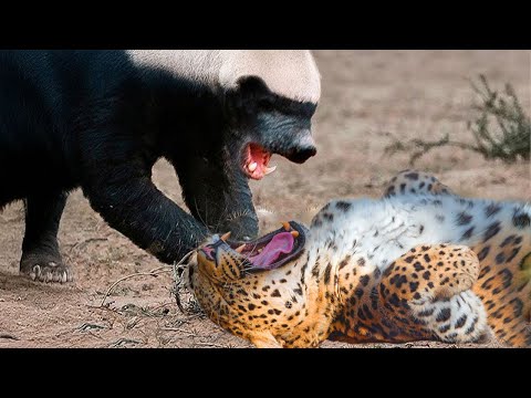 Honey Badger Is Not Afraid When Facing 3 Leopards And The Unbelievable Ending