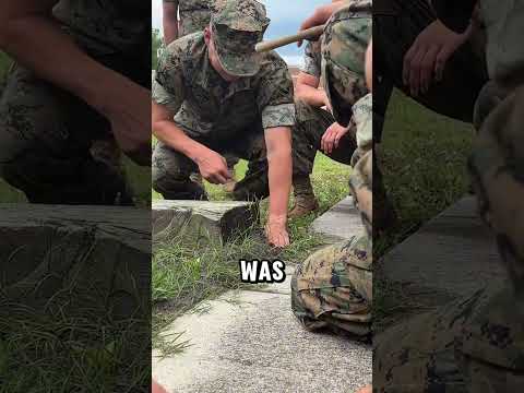 Soldiers vs Fire Ants ?❗#shorts