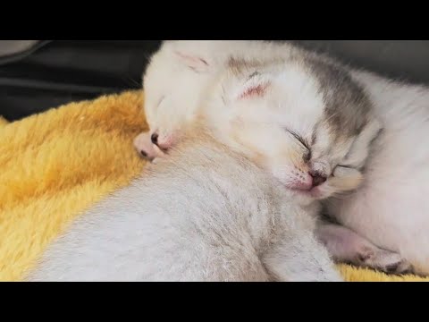 This is how little kittens love to sleep 😴 🤗 So cute!