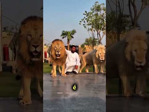 se por esse motivo que os leões não atacam esse homem