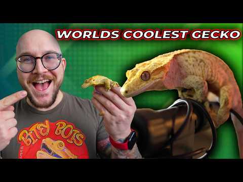 Crested Gecko Breeding Made Easy!