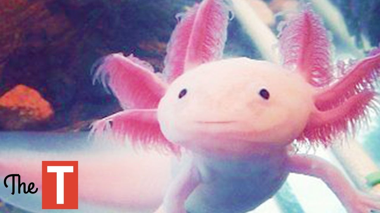 10 Strange Looking Animals That Are Actually Cute