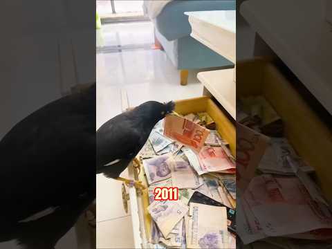 🔥 ВОРОНЫ – ГЕНИИ ПРЕСТУПНОГО МИРА! Как эти птицы обманывают людей?💡
