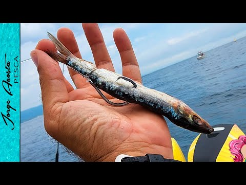 Pescando GIGANTES con SARDINA CONGELADA