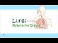 Understanding the Lungs