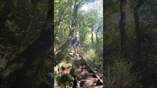 Lake Waikaremoana: This mythical forest felt like the hanging gardens of Babylon.