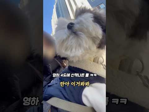 역대급 한파에도 산책나간 이유