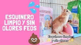 Esquinero limpio y sin olores feos con AMIGO CONEJITO ~ Pistachio y Baby Mochi
