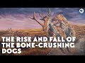 The Evolution and Extinction of Bone-Crushing Dogs