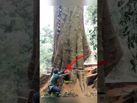 Jika kalian melihat ini dihutan jangan coba coba untuk mengambilnya #shorts