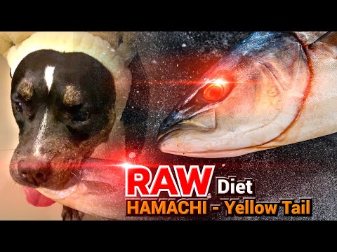 ♠️🐶Omega3 ULTIMATE:  Can dog eats a Whole RAW FISH: HAMACHI 🇯🇵🐟? [ASMR] 犬が生の肉を食べる[咀嚼音] EP.46 of 2025
