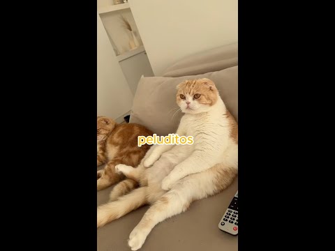 Los gatos no saben que son gatos 😹 #shorts #mascotas #gatos