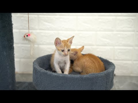 The two kittens are gradually getting used to the cats in their new home and living a peaceful