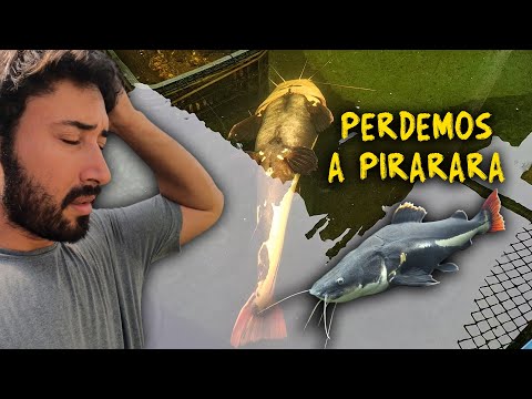 PERDEMOS A PIRARARA! ELA SE FOI!
