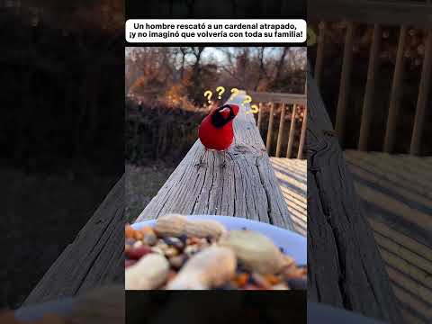Rescató a un cardenal atrapado, ¡y no imaginó que volvería con toda su familia! #animales #animals