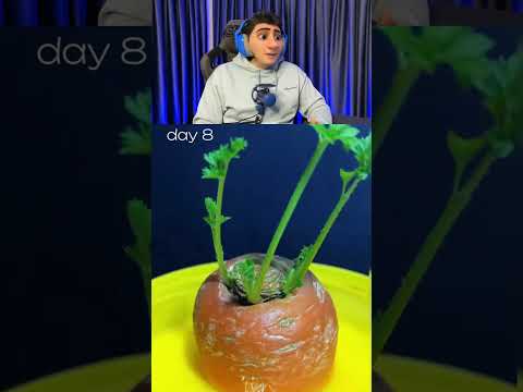 Havuç Suda Büyür Mü?