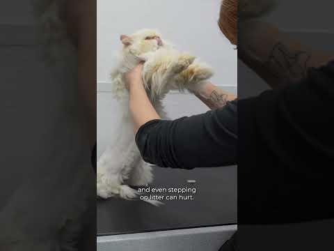 This kitty deserves everything and more