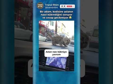 Aslan Sesi Taklidi Yapan Kedi 😂🥰