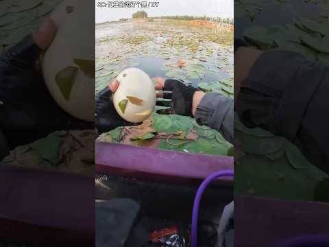 Telur Raksasa Itu Seketika Berubah Menjadi Bom Beracun! #shorts