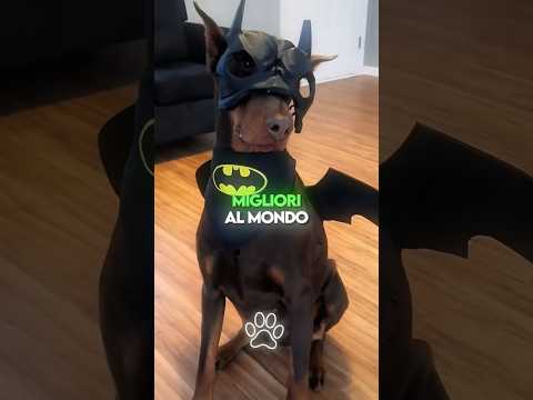 Top 3 Cani da Guardia Piรน Protettivi al Mondo ๐ถ๐ก๏ธ
