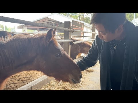 【必見‼】焼肉屋の出張の1日に密着!!100％純国産馬を肥育する希少な牧場に行ってきました!!