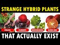Hybrid Plants and Their Characteristics