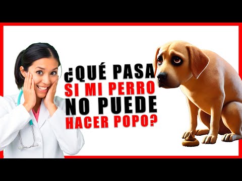 1️⃣ 🐶💩 ¡QUE PASA SI MI PERRO NO PUEDE HACER POPO! 🚨 REMEDIOS CASEROS QUE FUNCIONAN AL INSTANTE 🔥✨