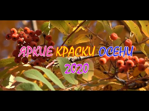 Яркие краски осени 2020
