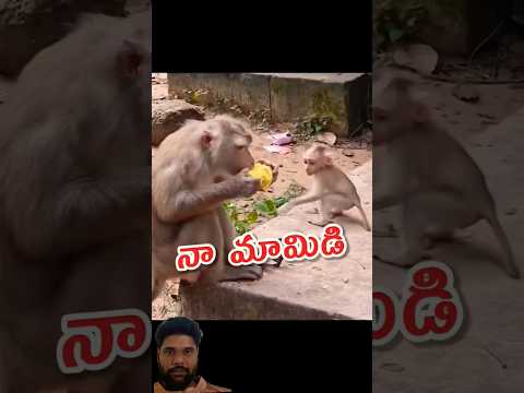 Mamidi monkey funny video #funnyvideo #monkey
