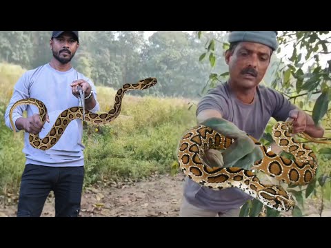 2 Russell's viper एक साथ हमने पकड़ा एक को मैंने लिफ्ट किया We caught 2 Russell's viper I lifted one