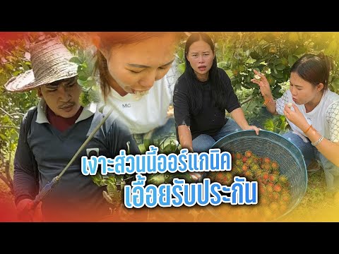 เงาะส่วนนี้ออร์แกนิค เอื้อยรับประกัน ￼