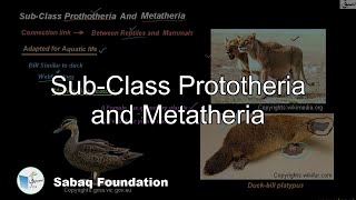 Sub-Class Prototheria and Metatheria