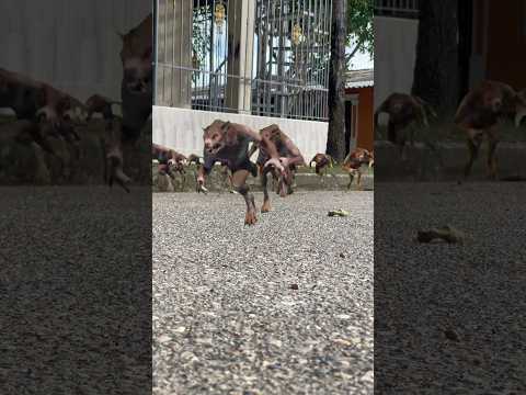 Lo persigue una manada de lobos🐺