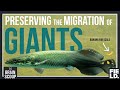 Conservation and Study of Arapaima