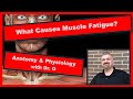 Muscle Fatigue and Energy Production