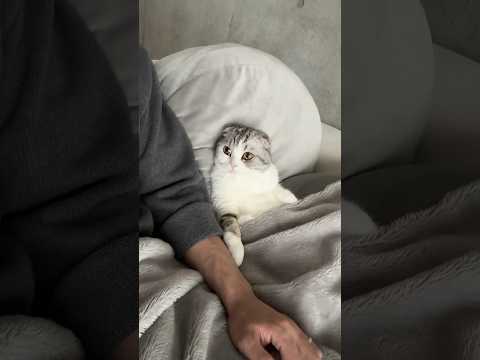 😽