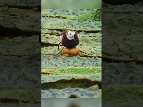 In the Rain, A Father's Love Shines Bright | Emotional Wildlife Short🥹#wildlife #birds #ytshorts