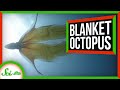 Blanket Octopus Facts and Behaviors