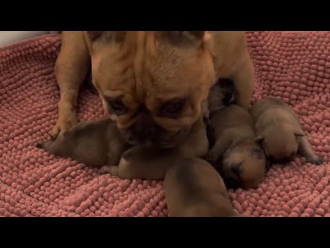 French bulldog puppies growth from born ❤️
