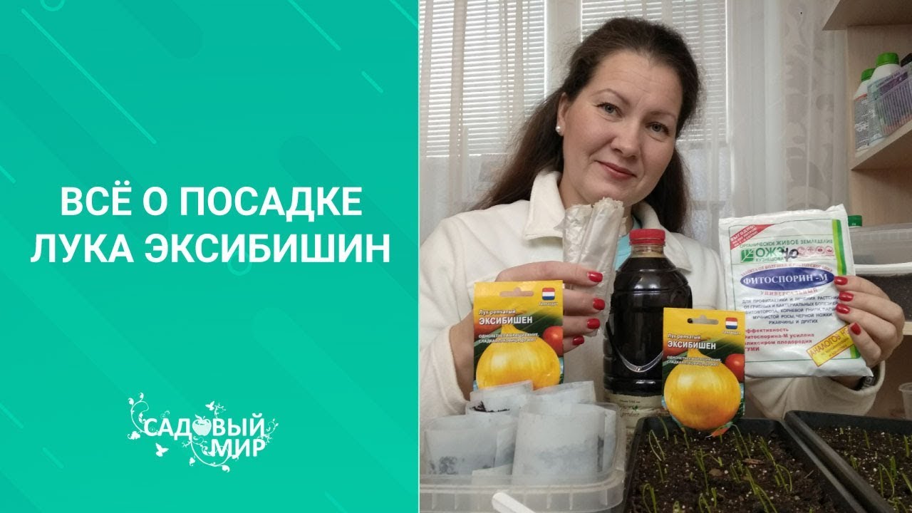 Маленькие секреты громадного лука. Как в феврале посадить Эксибишен из семян. Делимся опытом