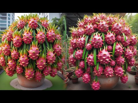 Boost your dragon fruit harvest with these planting tips