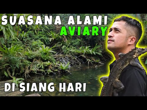 ASMR AVIARY DE HAKMIS ! BIKIN RILEKS