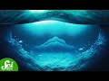 Understanding the Deep Scattering Layer and Its Impact